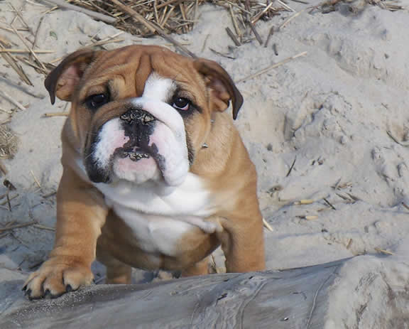 English Bulldog puppies pictures